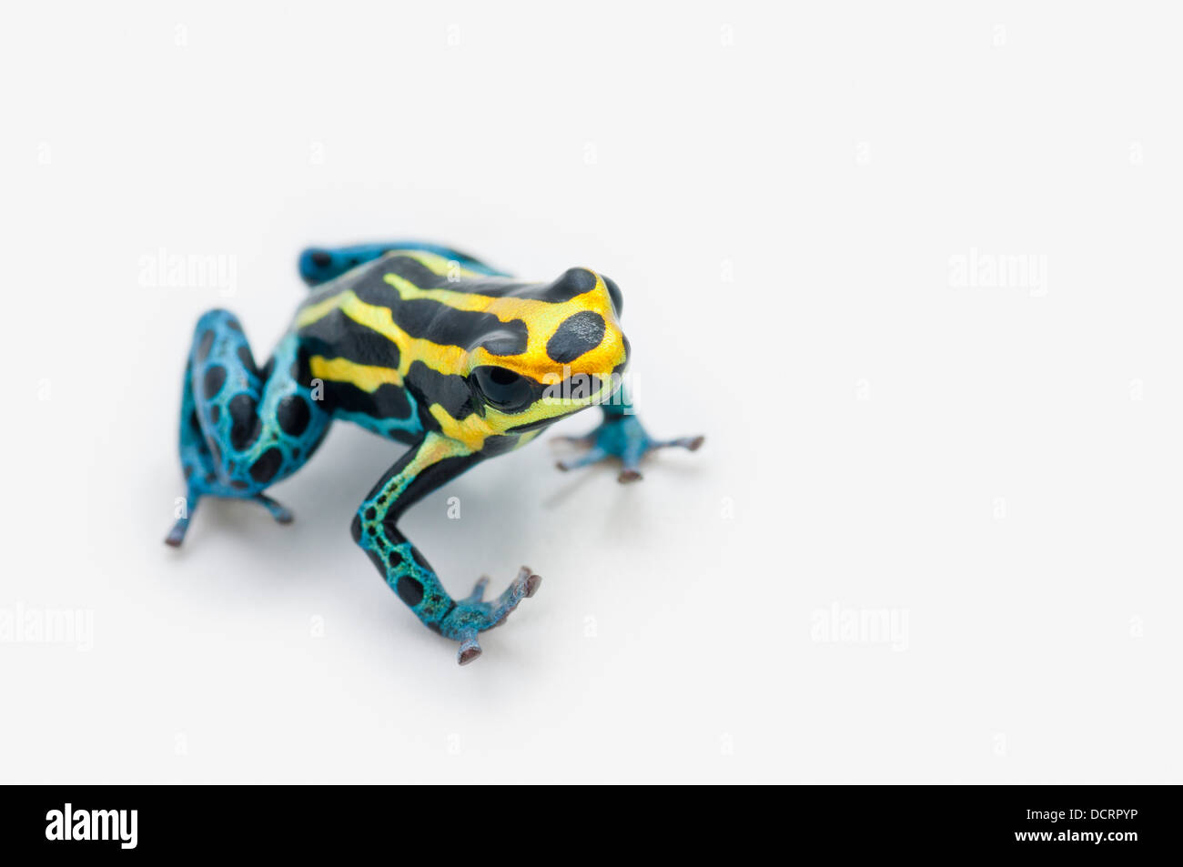 Noir, jaune et bleu Poison Dart Frog (Dendrobates Ventrimaculatus) Banque D'Images