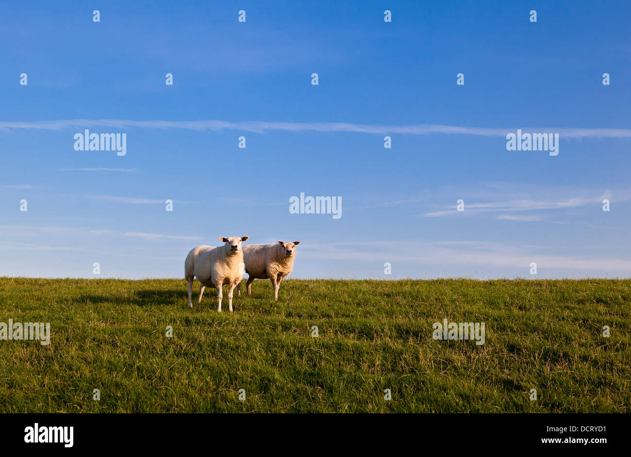 Deux moutons sur sky Banque D'Images