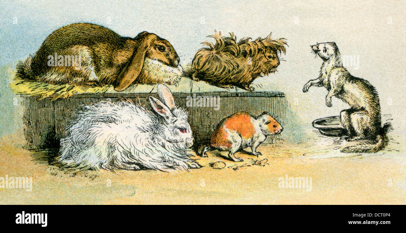 Les lapins domestiques, cobayes, et un animal de Ferret. Lithographie couleur Banque D'Images