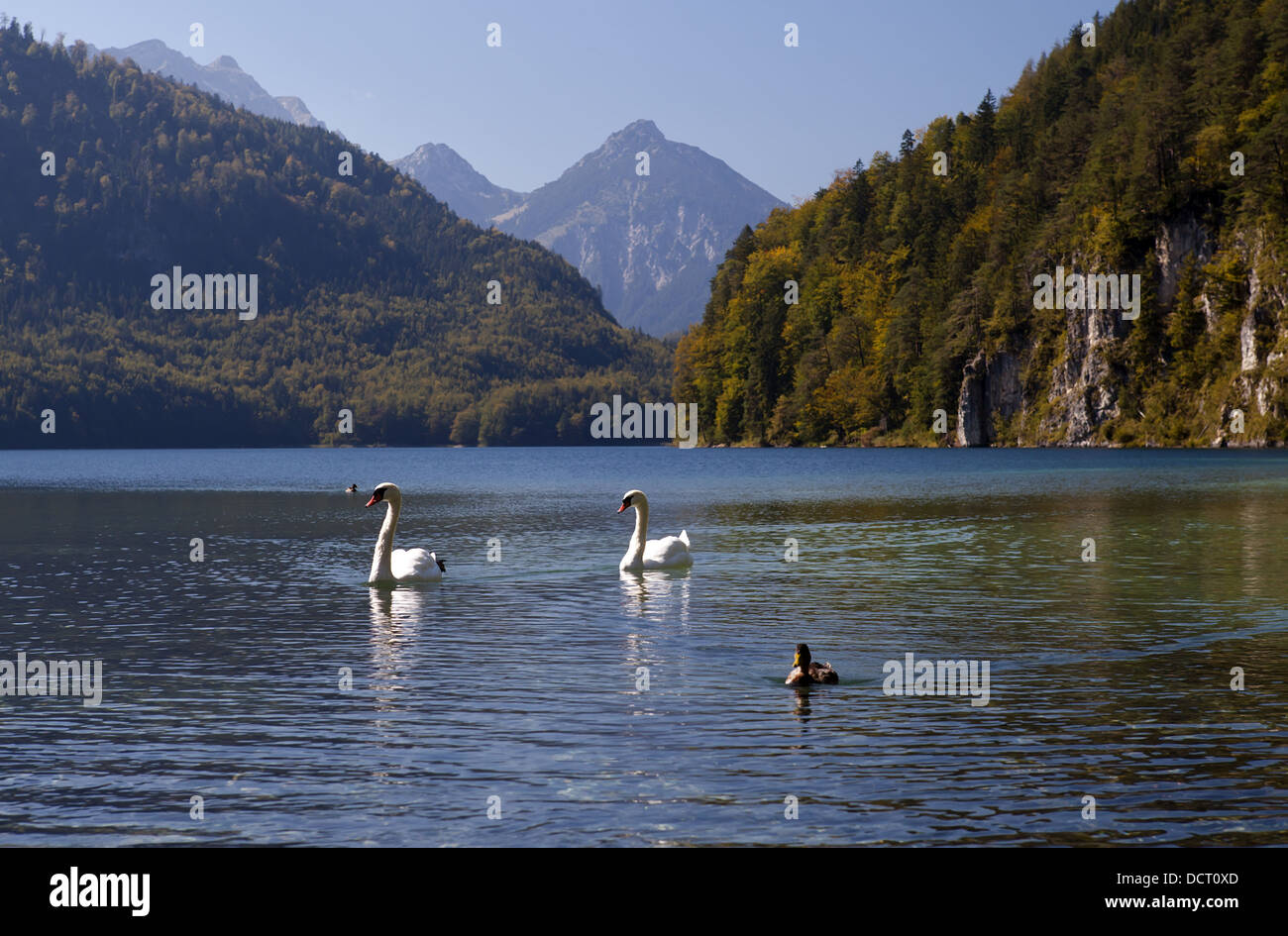 Cygnes blancs sauvages sur Alpensee Banque D'Images