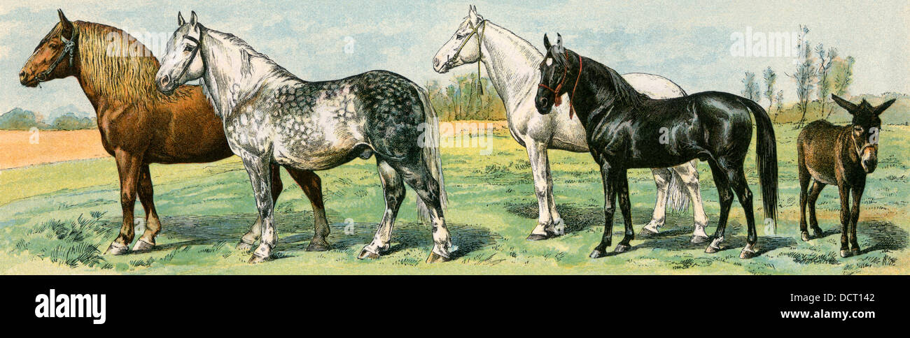 Races de chevaux : les chevaux de trait Percheron et belge, un trotter, un Arabe, et un âne. Lithographie couleur Banque D'Images