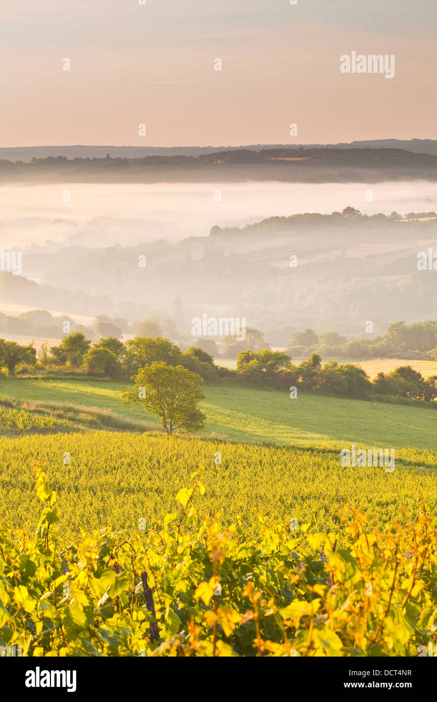 Vignobles près de Vézelay en Bourgogne lors d'une aube brumeuse. Banque D'Images