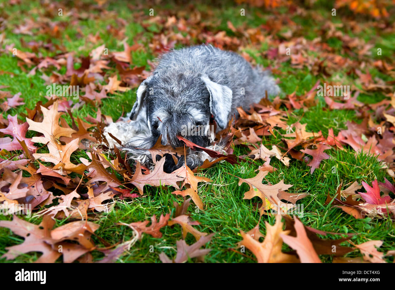 Mignon chien dans l'herbe Banque D'Images