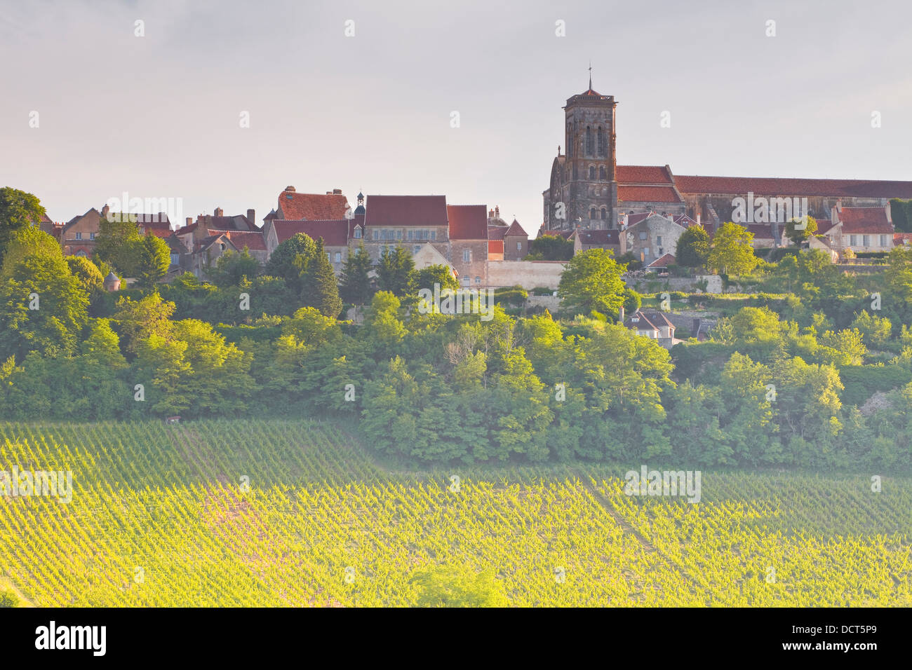 Vignes au-dessous de la colline de Vézelay en Bourgogne. Ce vignoble est appelé Le Clos. Banque D'Images