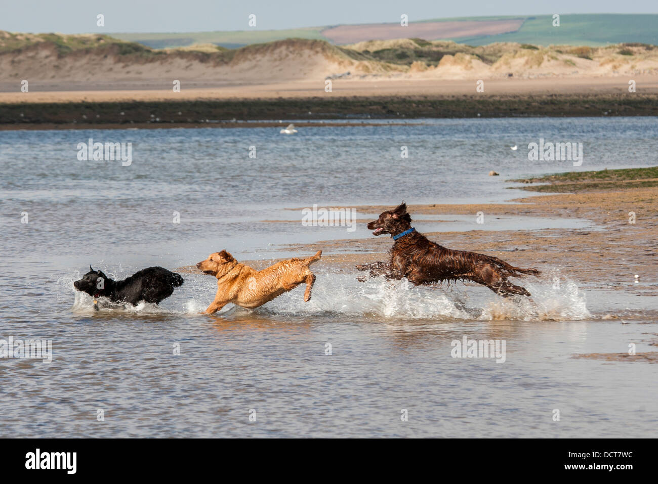 Trois chiens sauter dans la mer sur plage Banque D'Images