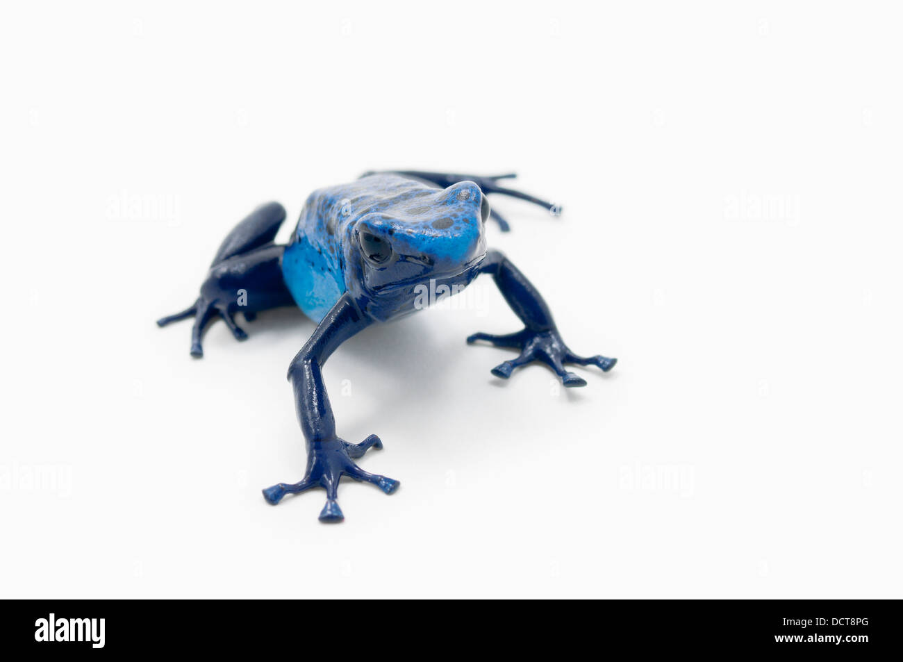 Blue Poison Dart Frog (Dendrobates Tinctorius) Banque D'Images