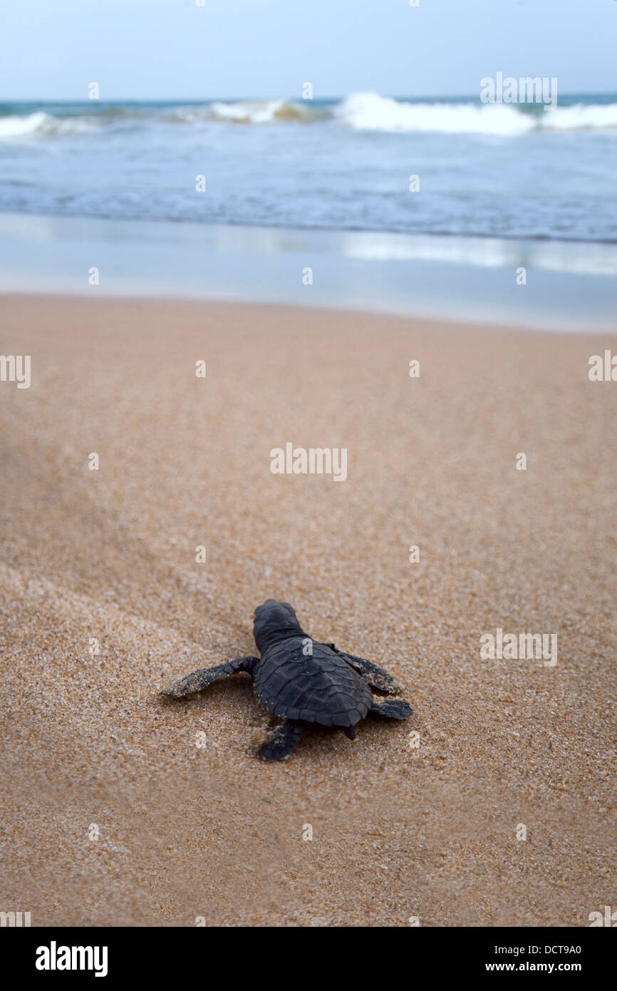 Bébé tortue caouanne nouvellement éclos vers l'océan Banque D'Images