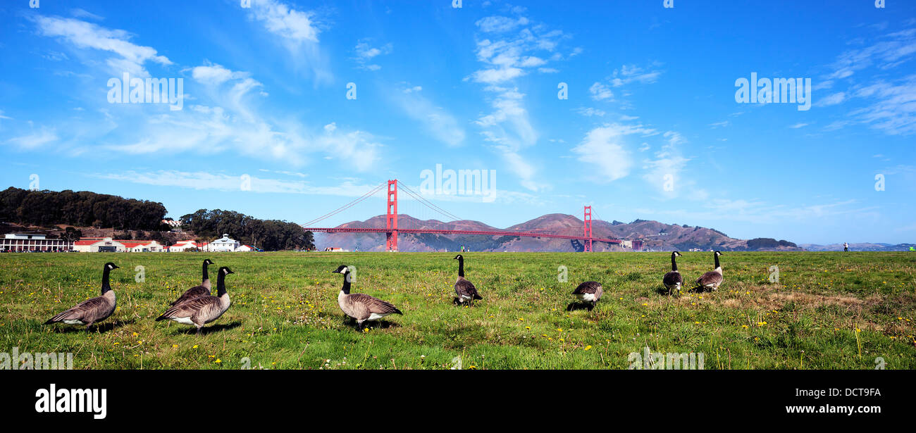 Vue panoramique du pont Golden Gate avec oies Banque D'Images