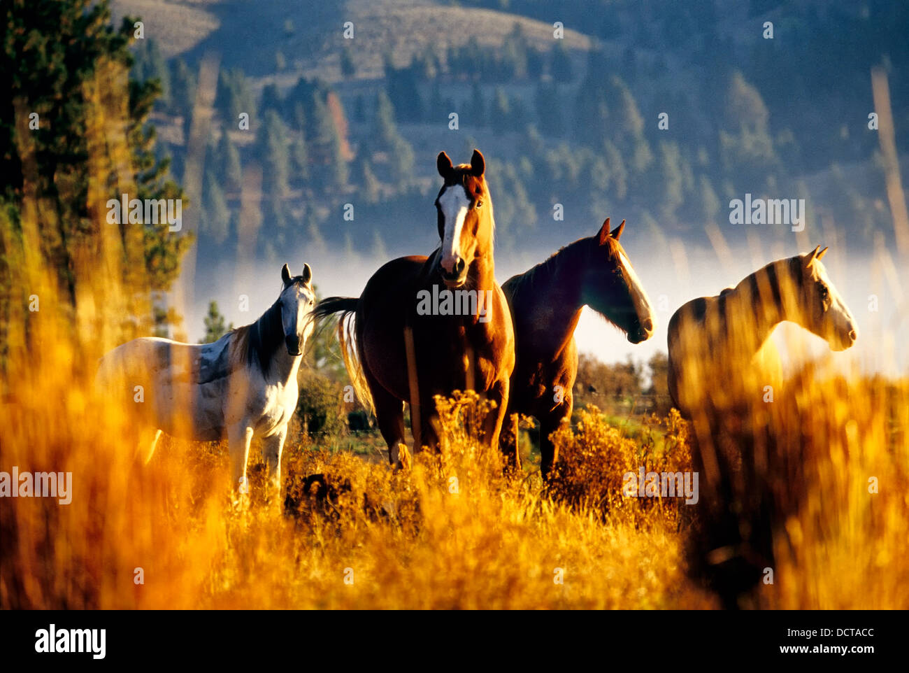 Les chevaux dans le pré au coucher du soleil. Banque D'Images