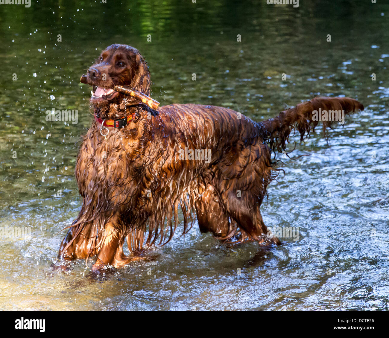 Setter Irlandais jouant dans la rivière avec stick Banque D'Images