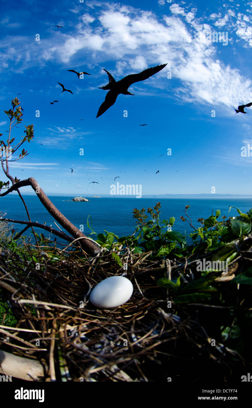 Nids d'oiseaux frégates avec un oeuf à Alcatrazes island, la côte du nord de l'Etat de Sao Paulo, Brésil Banque D'Images