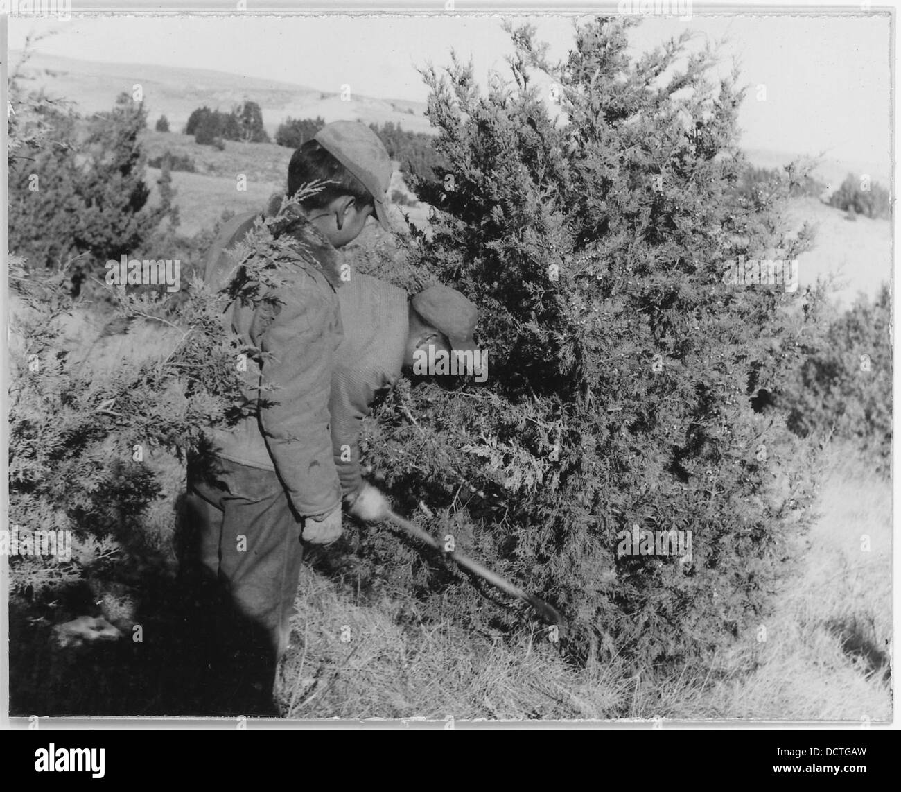 Une tradition familiale consiste à abattre un arbre de Noël, ce qui se fait souvent dans les forêts ou les fermes arboricoles. L'événement marque le début des célébrations de vacances, offrant une atmosphère festive pendant que les familles sélectionnent et préparent leur arbre pour la décoration. Banque D'Images