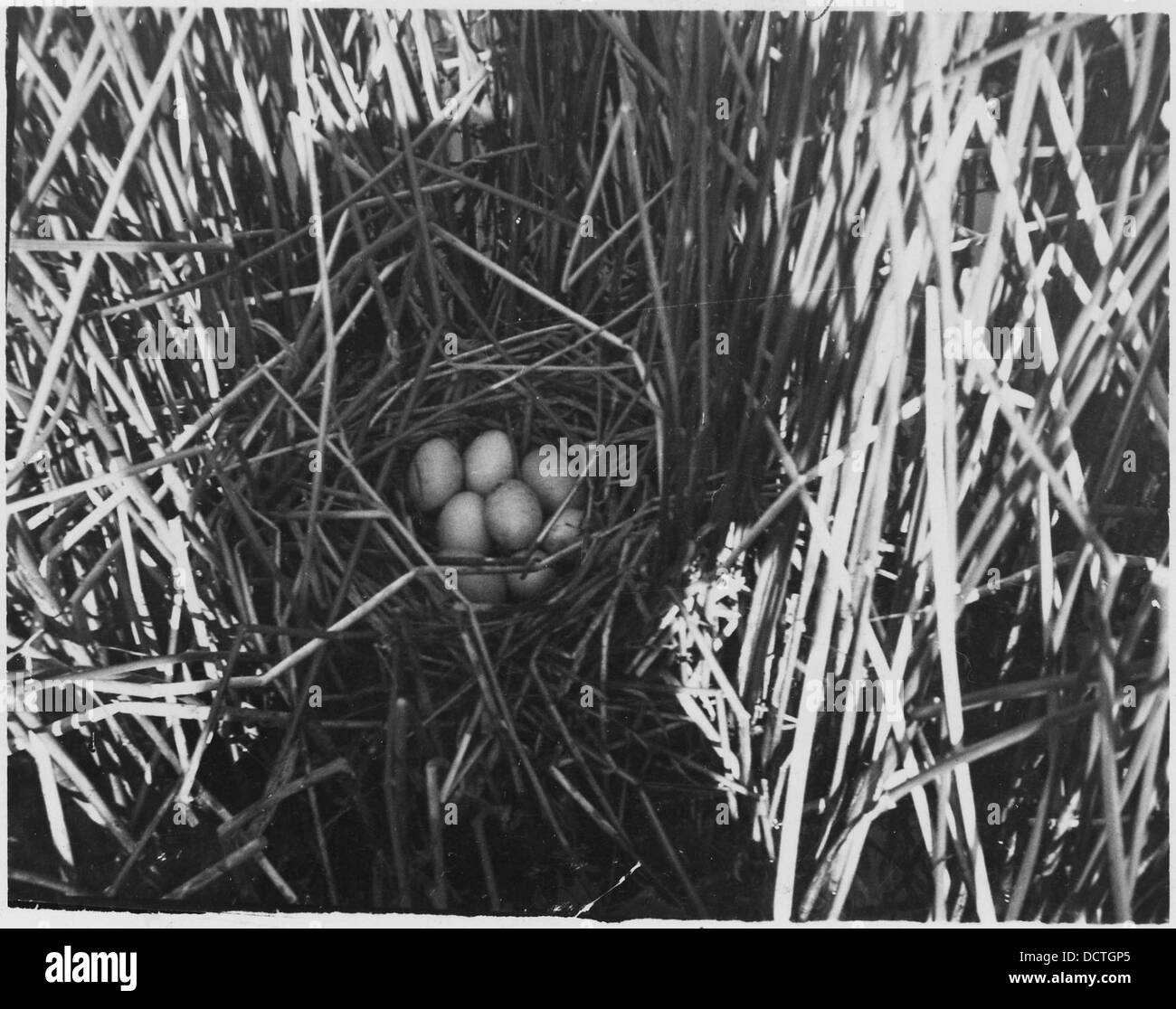 Un nid de canard à dos recouvert de canard est vu avec huit œufs nichés dans un peuplement de tauras à tige dure, mettant en valeur le comportement reproductif et l'habitat naturel de l'oiseau. Banque D'Images