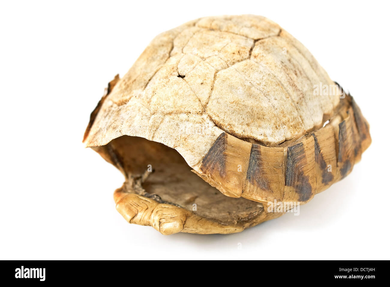 Tortue turtle shell isolated on white Banque D'Images