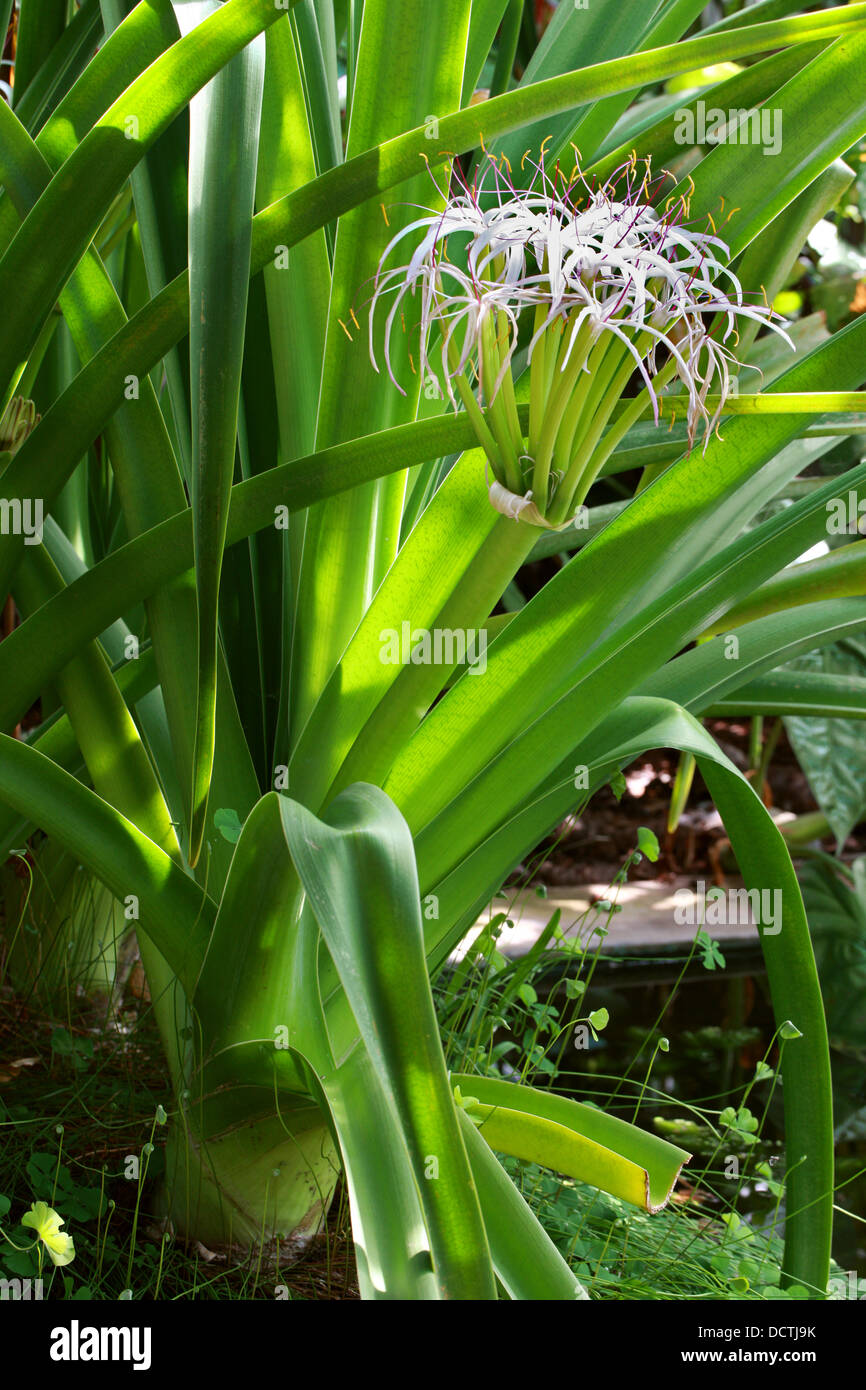Lys de Midlands, Crinum mauritianum, Amaryllidaceae. Un Rare Lily de l'Ile Maurice, Madagascar, Afrique. Banque D'Images