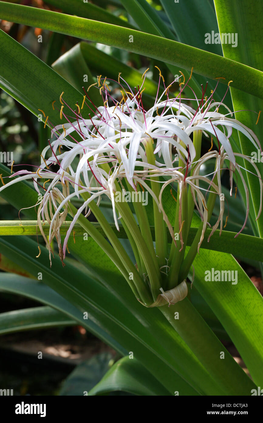Lys de Midlands, Crinum mauritianum, Amaryllidaceae. Un Rare Lily de l'Ile Maurice, Madagascar, Afrique. Banque D'Images