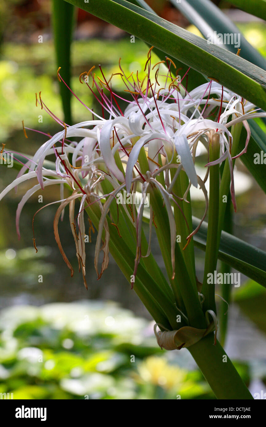Lys de Midlands, Crinum mauritianum, Amaryllidaceae. Un Rare Lily de l'Ile Maurice, Madagascar, Afrique. Banque D'Images