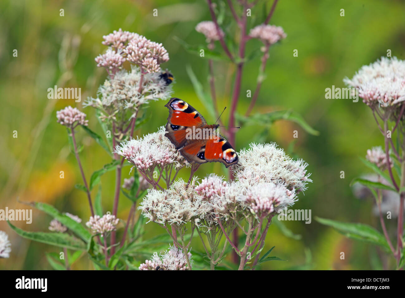 Peacock Butterfly Inachis io sur le chanvre aigremoine Banque D'Images