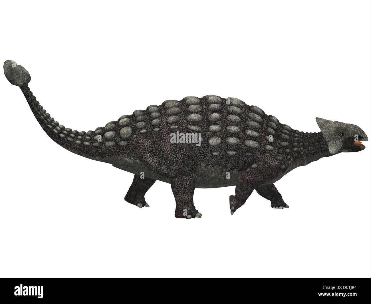 Un énorme dinosaure cuirassé Ankylosaurus, était un herbivore de l'ère du Crétacé. Banque D'Images