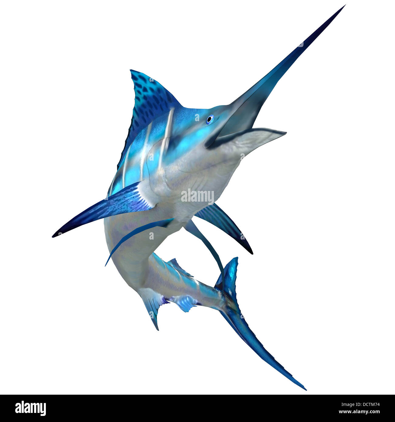 Le Blue Marlin est un grand jeu populaire pour les pêcheurs de poissons et habite les océans dans le monde entier. Banque D'Images