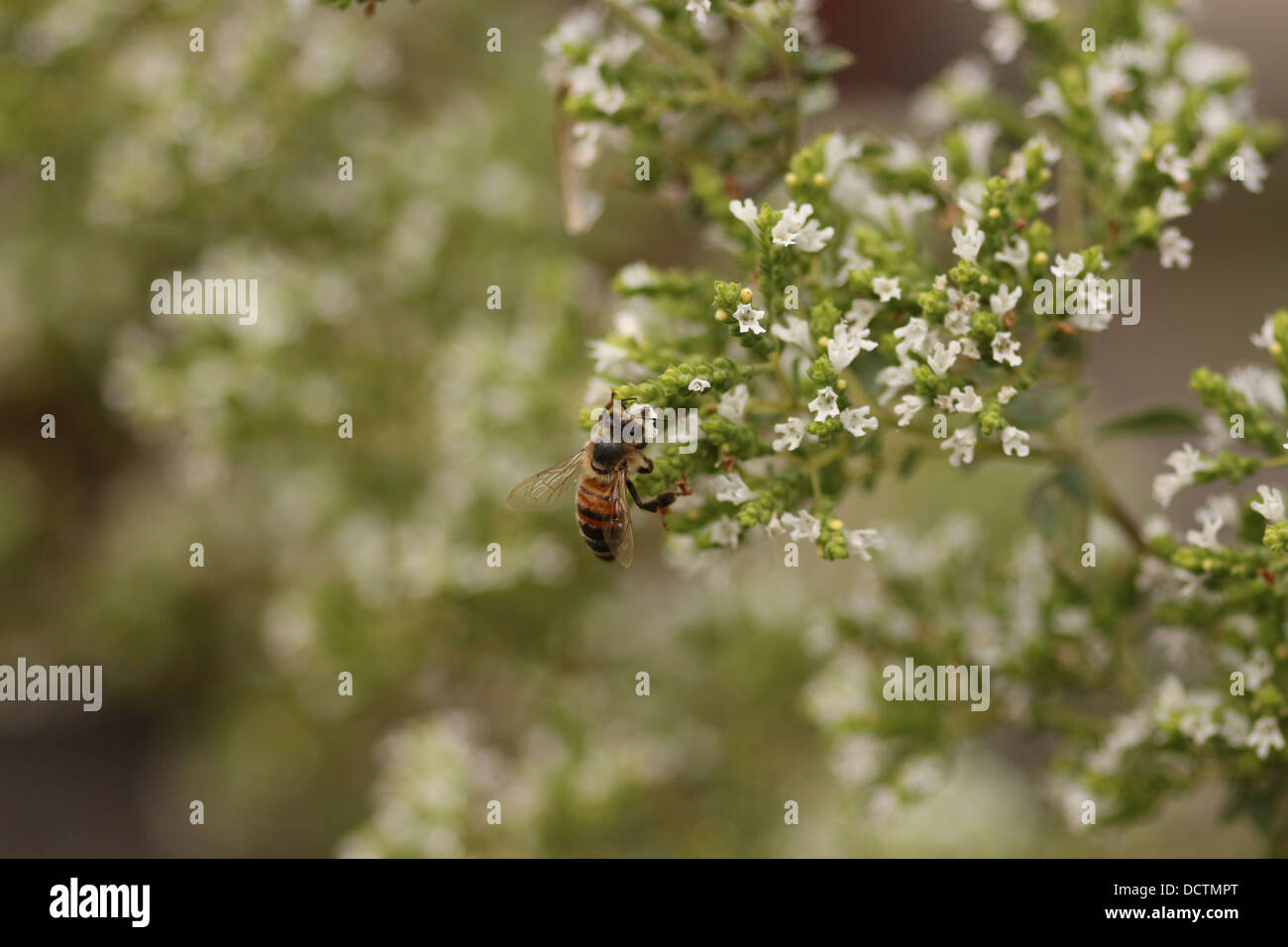 Le miel des abeilles l'alimentation des insectes à partir d'une fleur à l'origan Banque D'Images