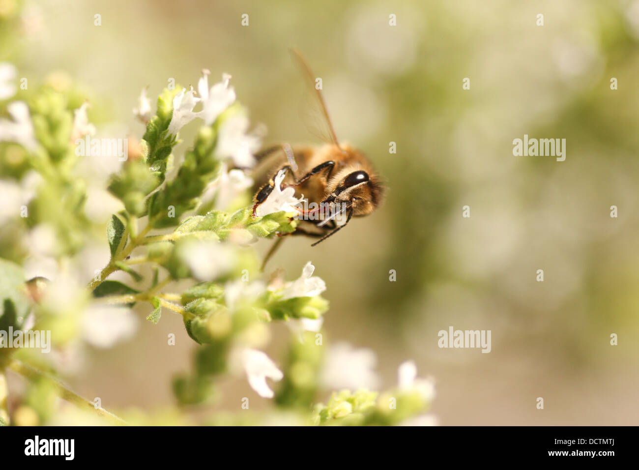 Le miel des abeilles l'alimentation des insectes à partir d'une fleur à l'origan Banque D'Images