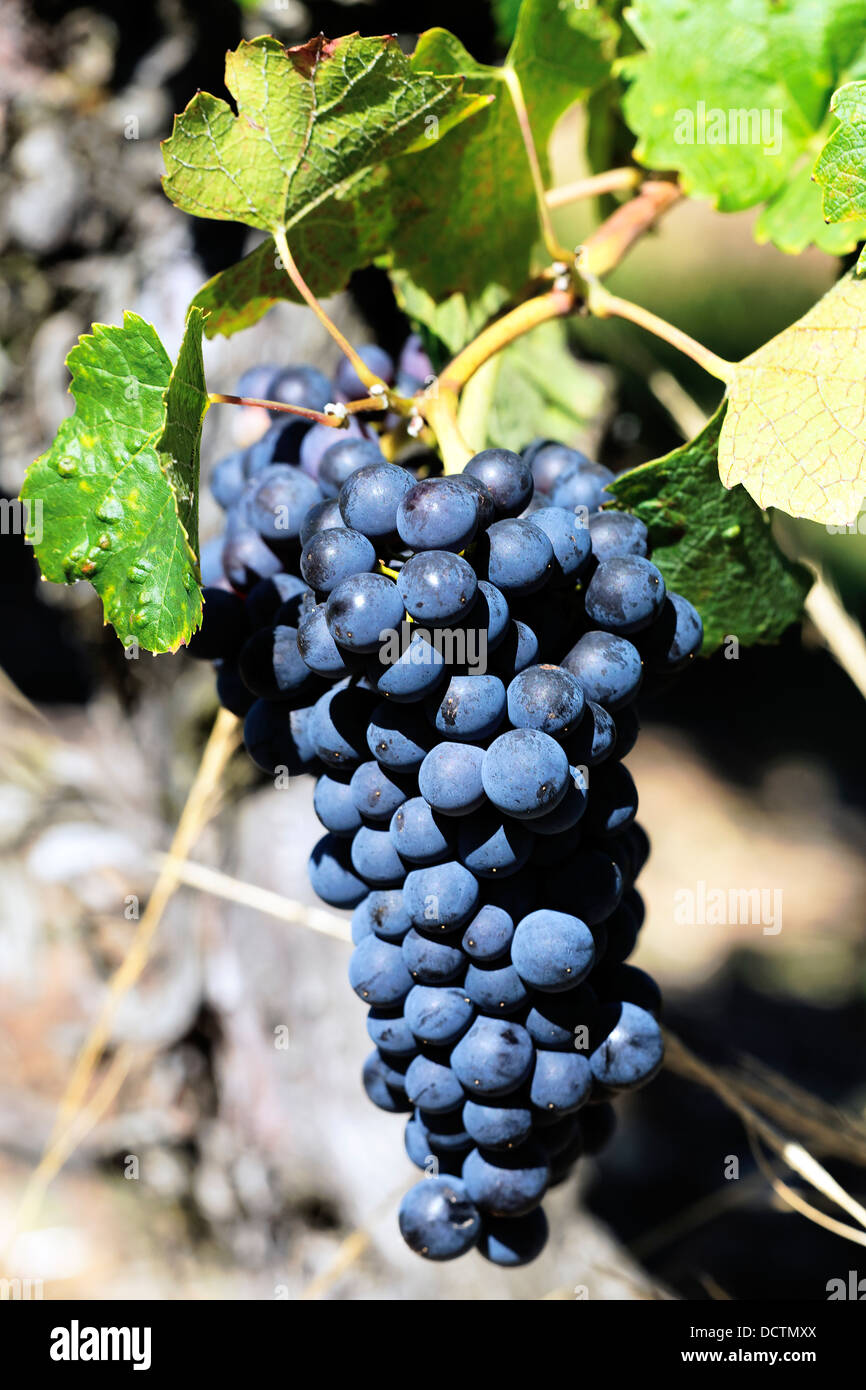 Vigne de raisin mûr Banque D'Images