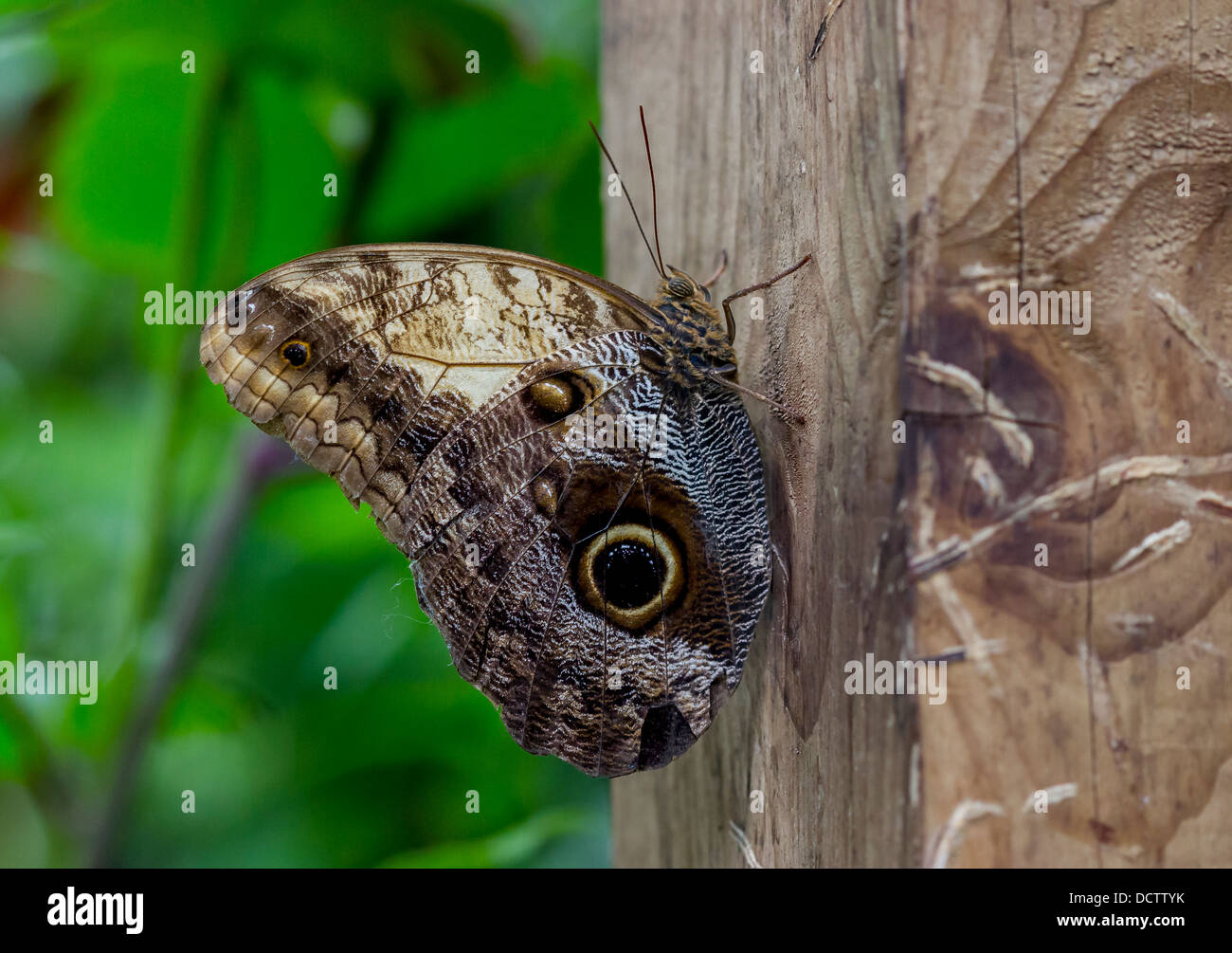 Papillon Hibou géant de la forêt Banque D'Images