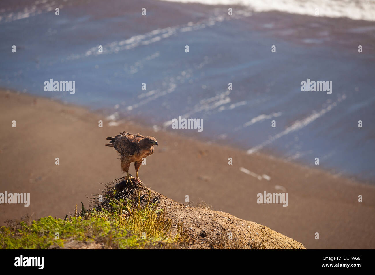 Rouge-queue rousse jeune écureuil terrestre avec proie, Moonstone Beach, Cambria, Californie, États-Unis d'Amérique Banque D'Images