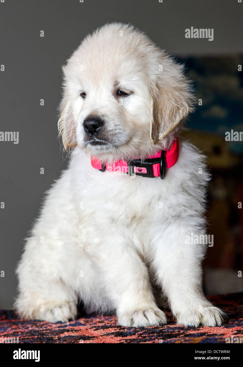 Couleur platine chiot Golden Retriever (6 semaines) Banque D'Images