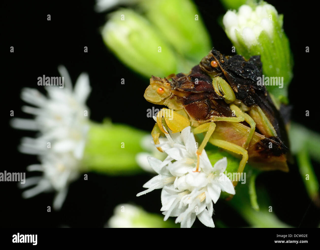 Les punaises embusquées l'accouplement sur le dessus d'une fleur. Banque D'Images