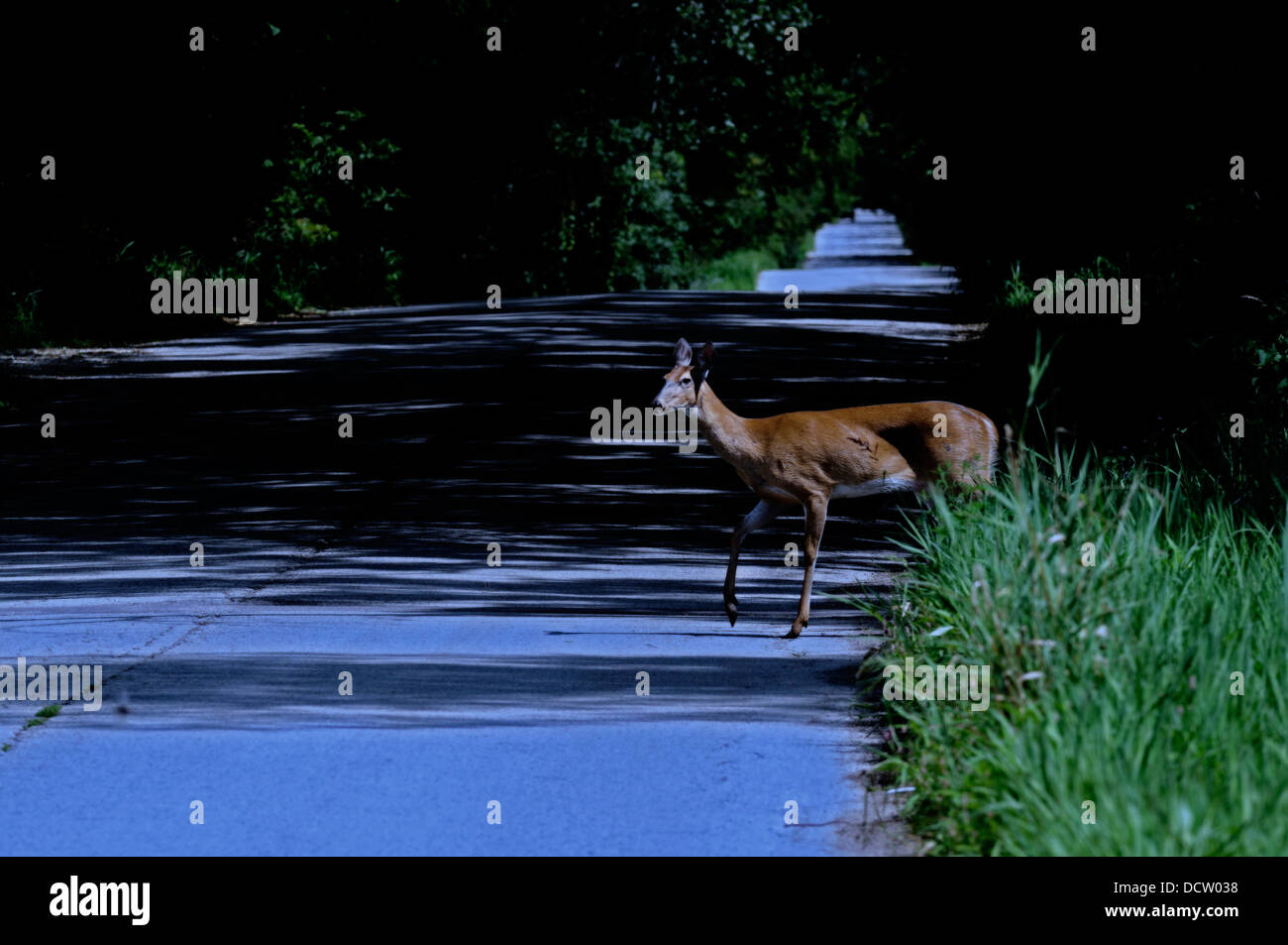 Des Cerfs de Virginie crossing chemin rural de nuit. Banque D'Images