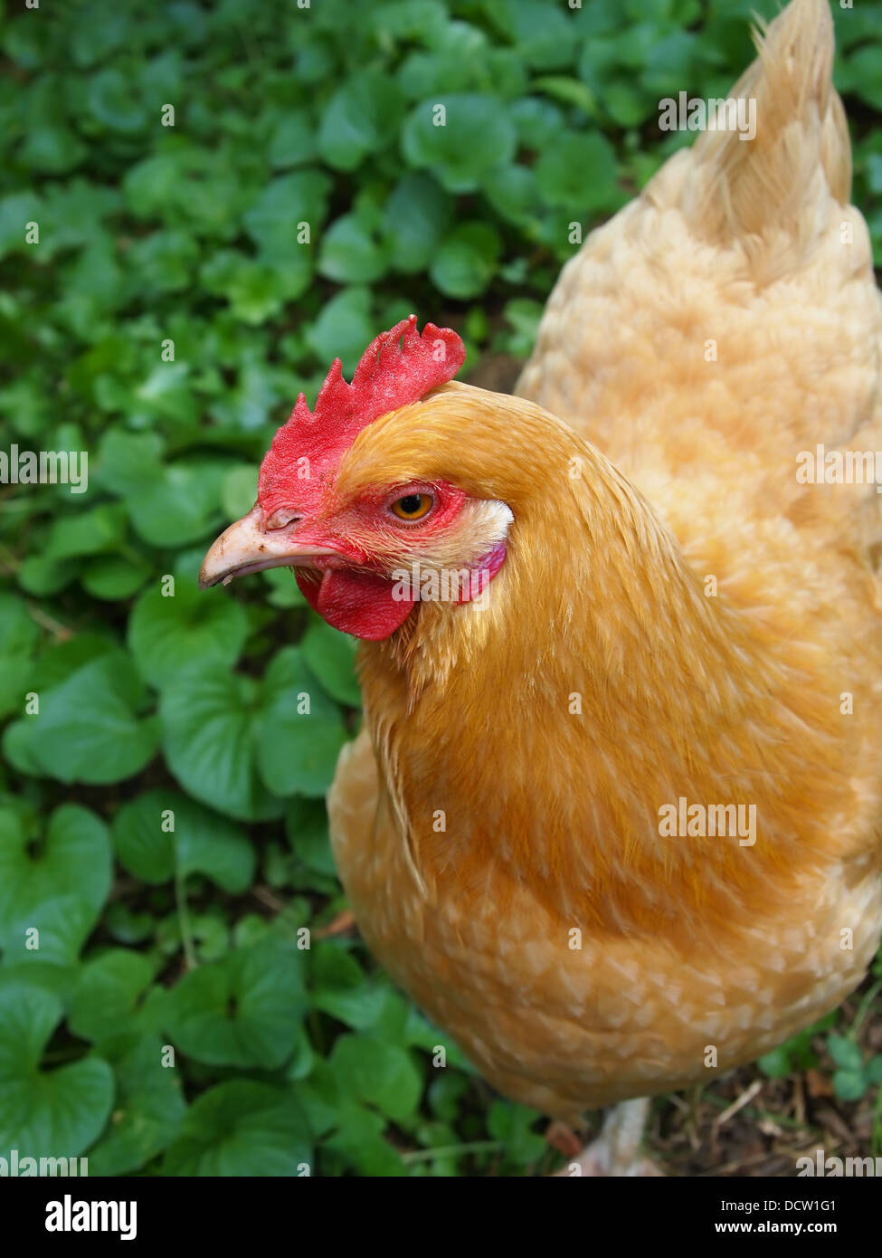 Regardant le visage pensif d'un poulet ci-dessous, se pavanant à travers un patch de lierre vert. Banque D'Images