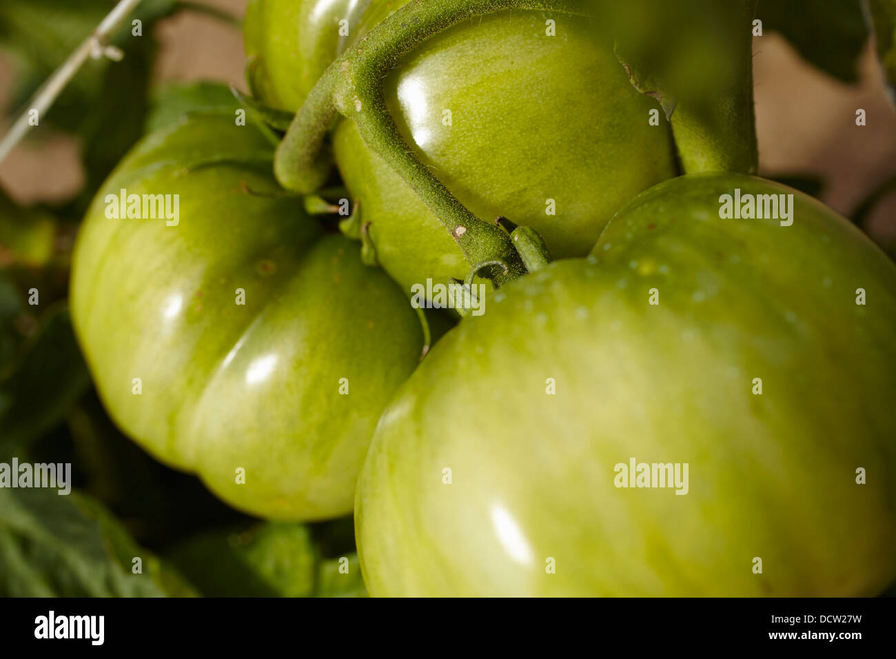 Les tomates non mûres sur la vigne Banque D'Images