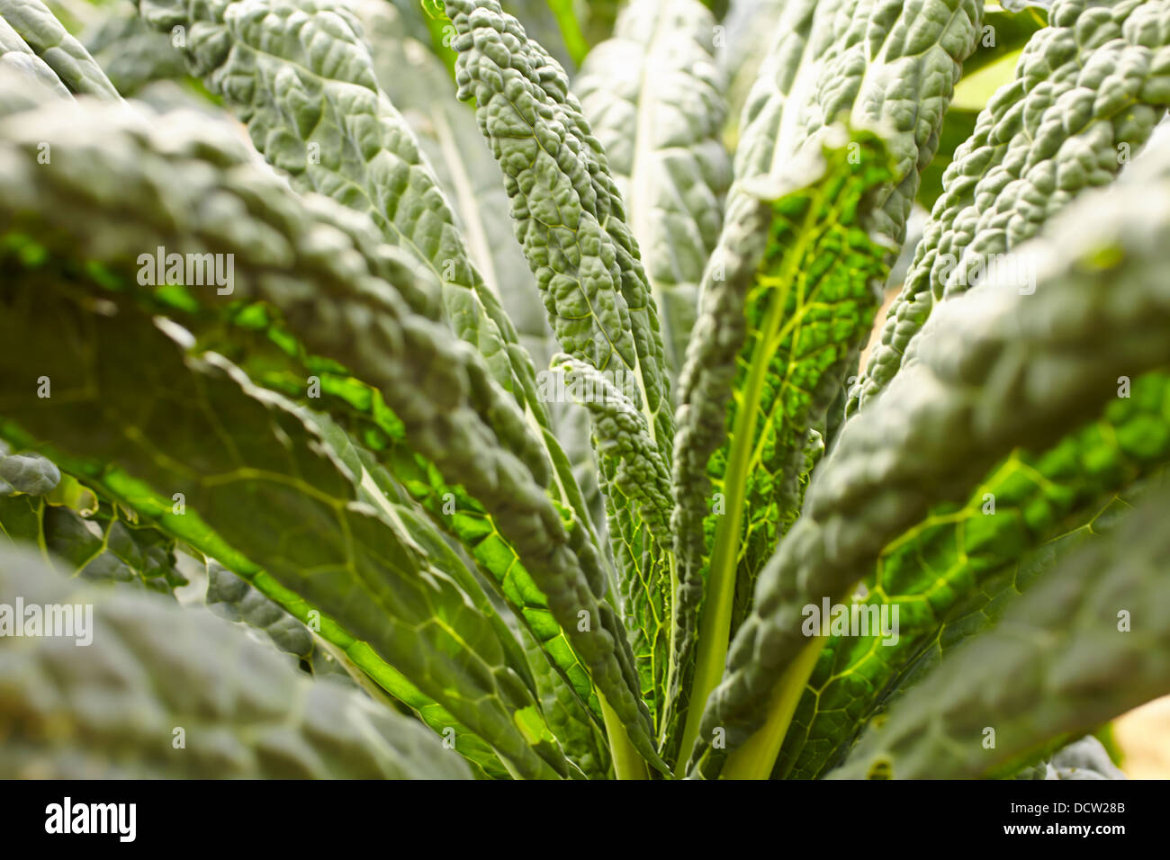 Kale prêtes pour la récolte, Hardwick, Vermont, New England, USA Banque D'Images