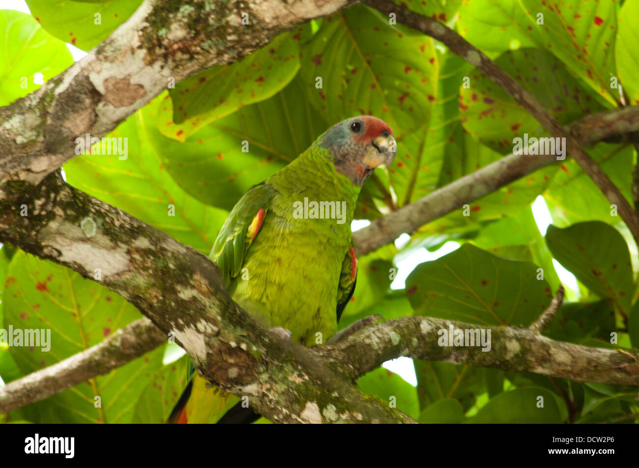 Red-tailed amazon (Amazona brasiliensis), red-tailed parrot, endémique au sud-est des Etats brésiliens de São Paulo et de Paraná. Banque D'Images