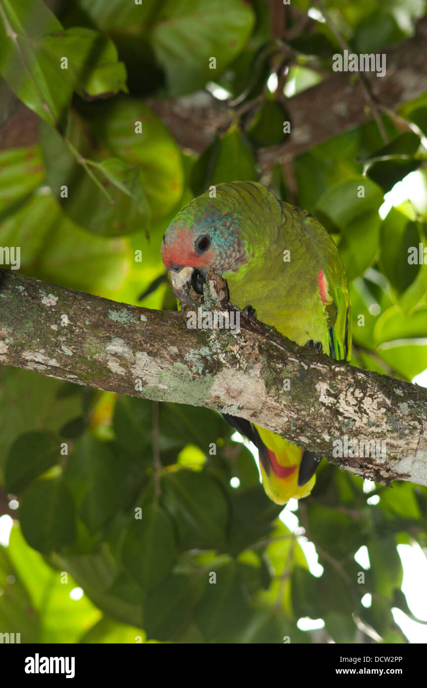 Red-tailed amazon (Amazona brasiliensis), red-tailed parrot, endémique au sud-est des Etats brésiliens de São Paulo et de Paraná. Banque D'Images