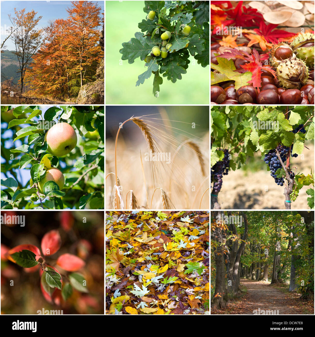 Collage d'automne avec différentes photos d'automne Banque D'Images