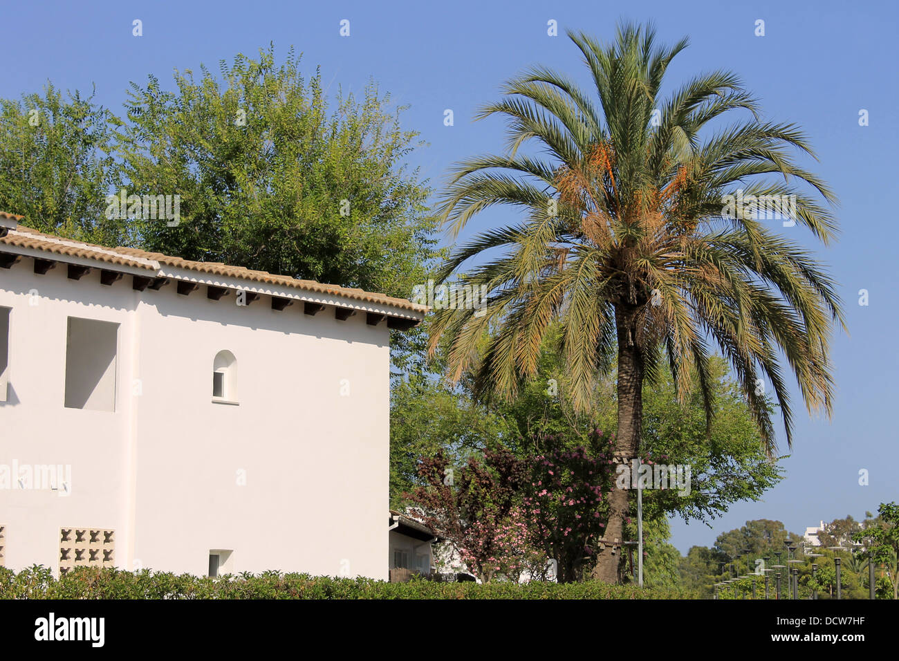 Extérieur de maison espagnole blanc et palmier, fond de ciel bleu. Banque D'Images