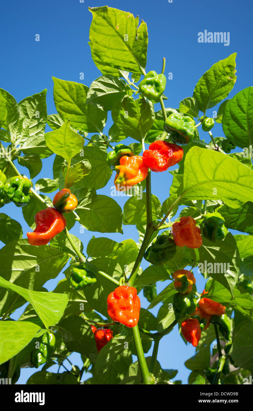 Naga espagnol extrêmement chaud (piments Capsicum chinense), aka Gibraltar chilis, maturation au soleil. UK, 2013. Banque D'Images