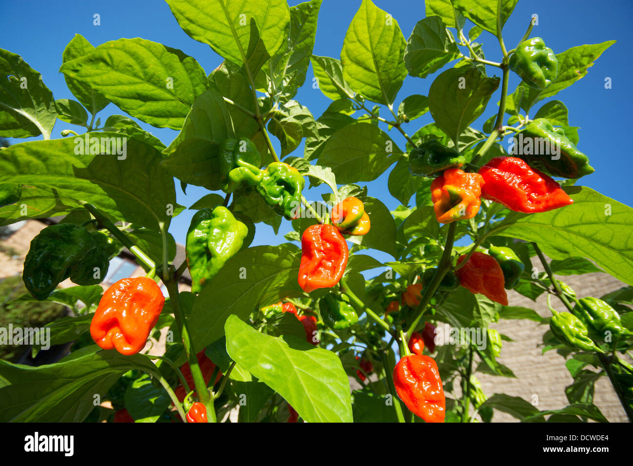 Naga espagnol extrêmement chaud (piments Capsicum chinense), aka Gibraltar chilis, maturation au soleil. UK, 2013. Banque D'Images