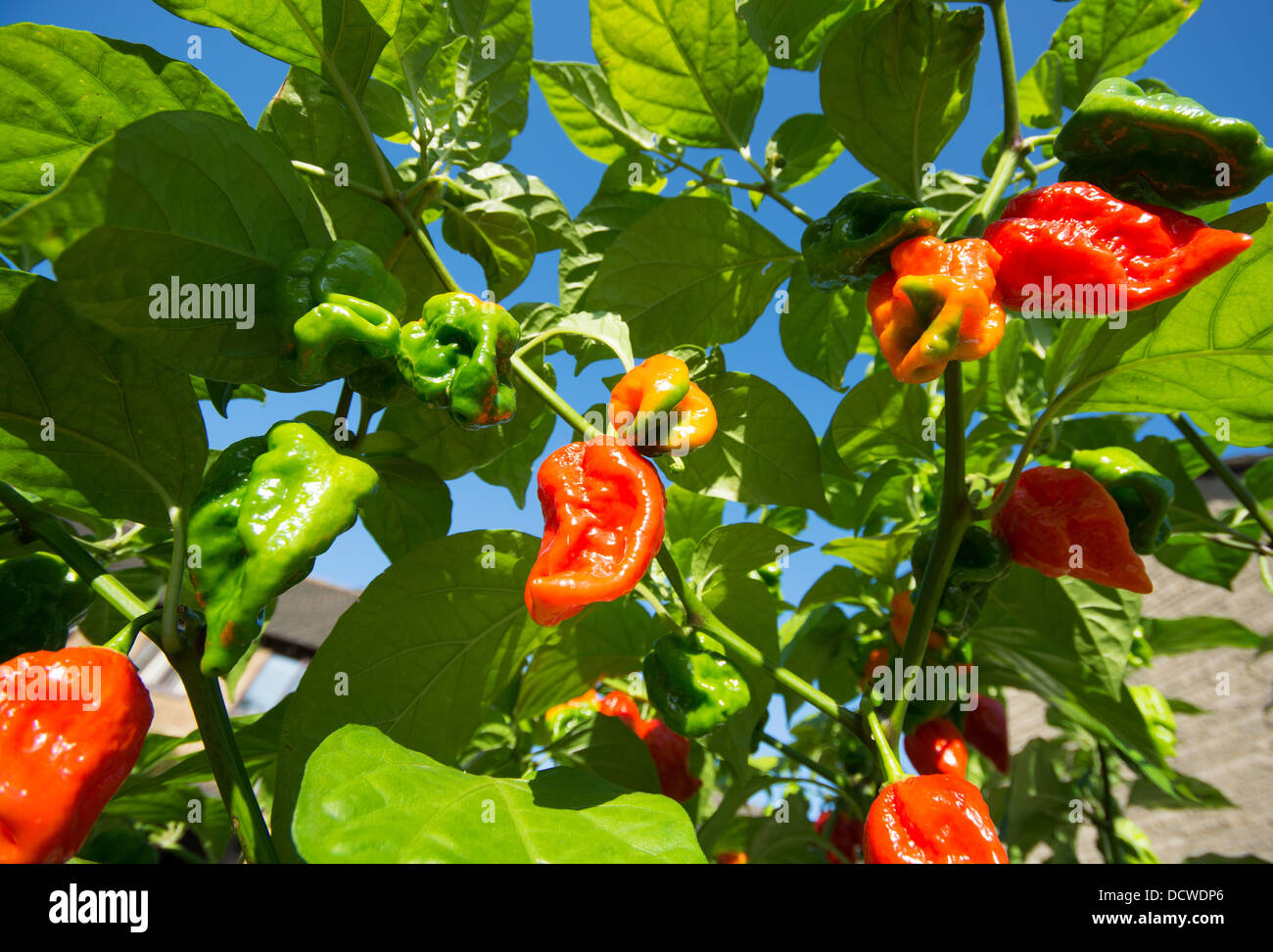 Naga espagnol extrêmement chaud (piments Capsicum chinense), aka Gibraltar chilis, maturation au soleil. UK, 2013. Banque D'Images