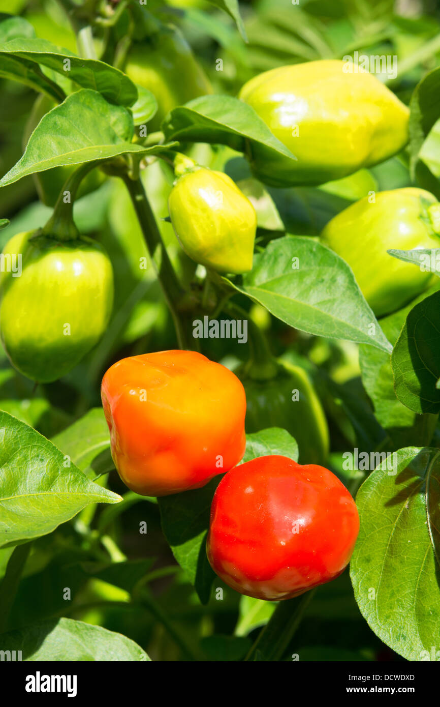 Piments Habanero très chaude (Capsicum chinense) de la maturation au soleil. UK, 2013. Banque D'Images
