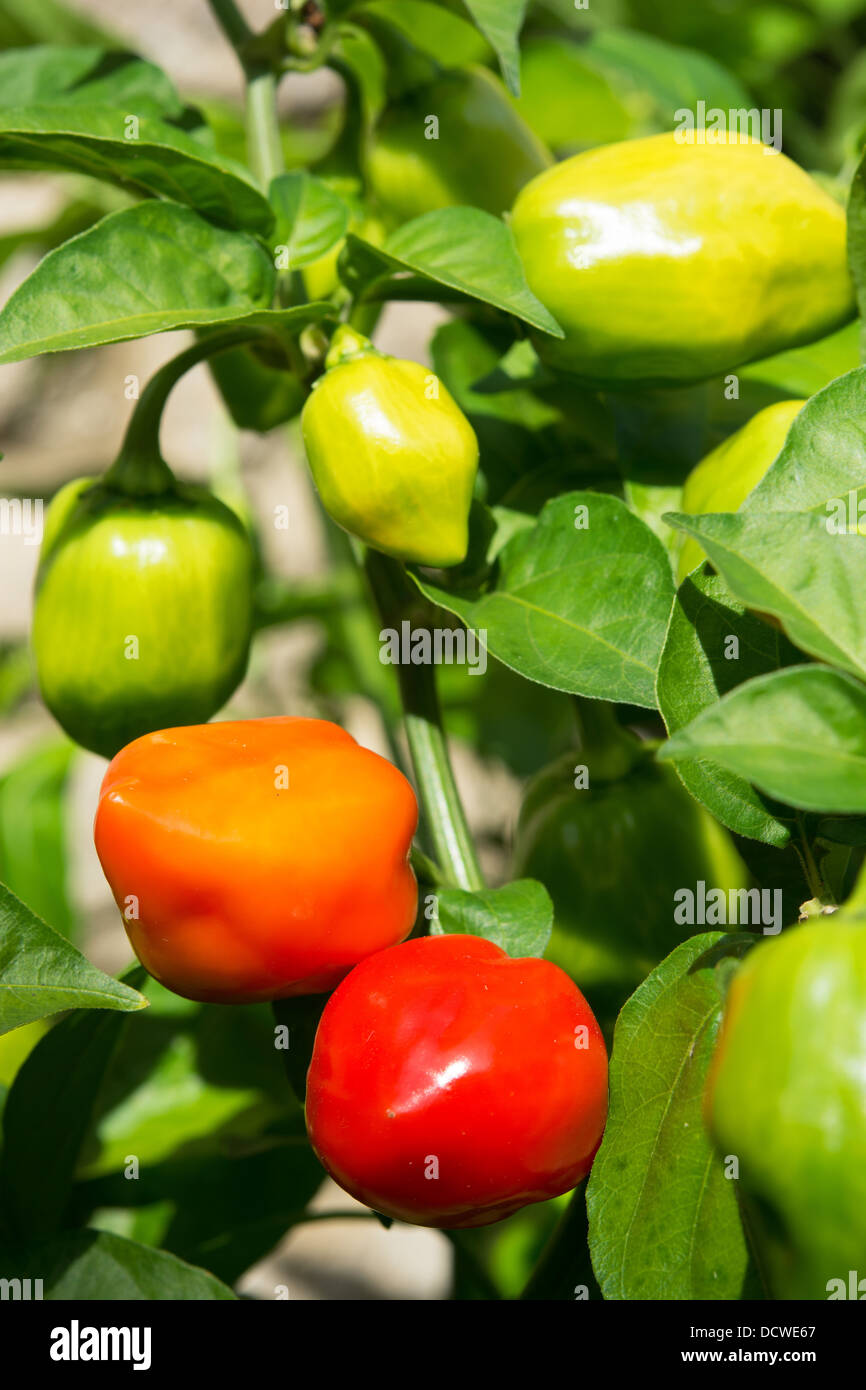 Piments Habanero très chaude (Capsicum chinense) de la maturation au soleil. UK, 2013. Banque D'Images