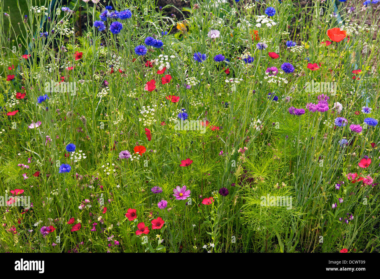 Jardin de fleurs sauvages, UK Banque D'Images