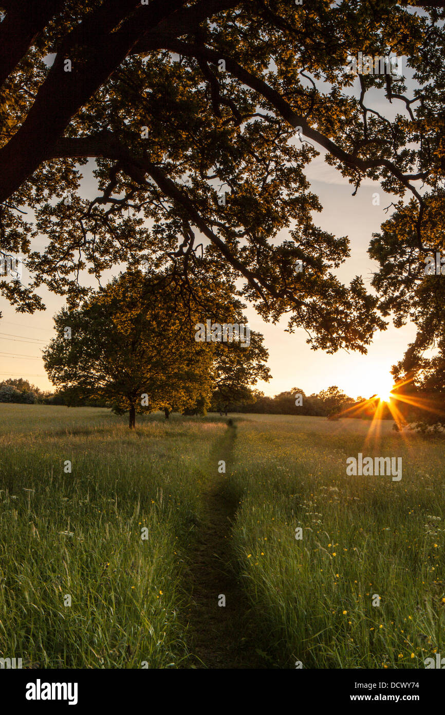 Coucher de soleil sur Eades pré, favorise Green, Worcestershire, Angleterre, RU Banque D'Images