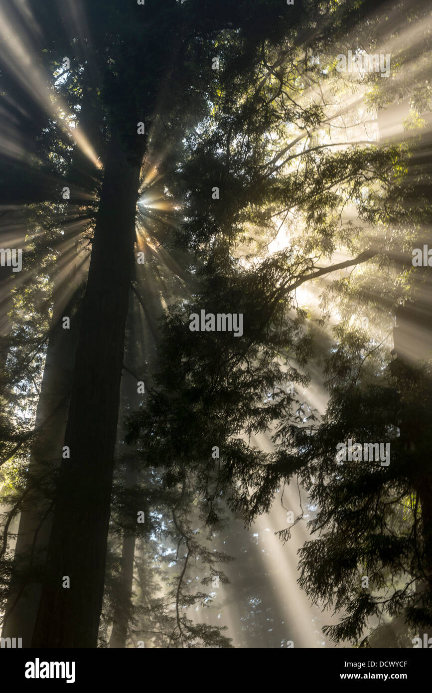 Des faisceaux de lumière du soleil traversant les arbres d'une forêt de Redwood en Californie du Nord et la création d'un effet fantomatique. Banque D'Images