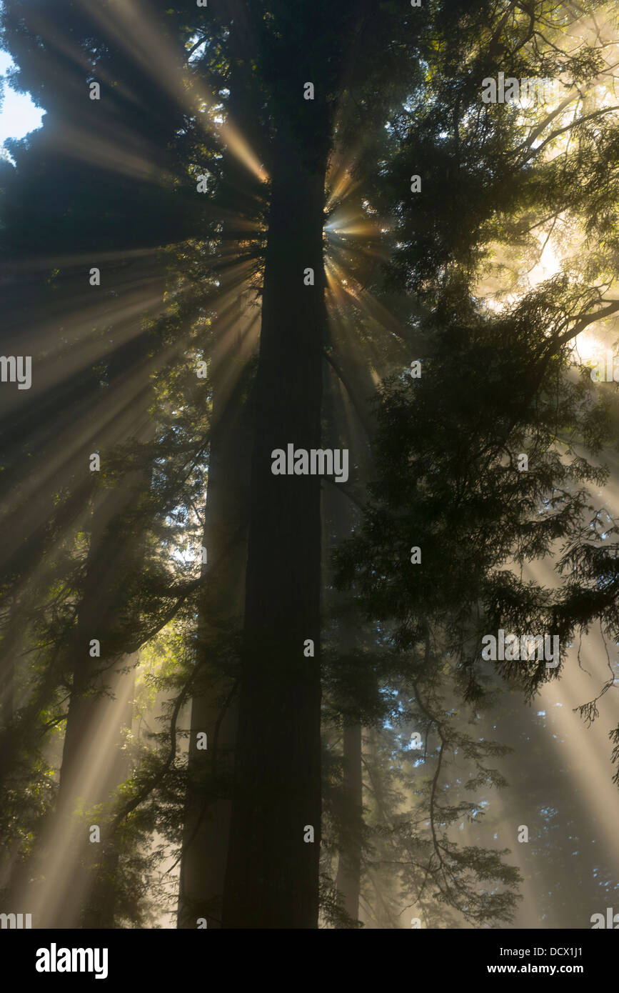 Les rayons du soleil filtrant à travers les nuages dans un bois rouge forest création lumière inhabituelle satellite et réflexions Banque D'Images