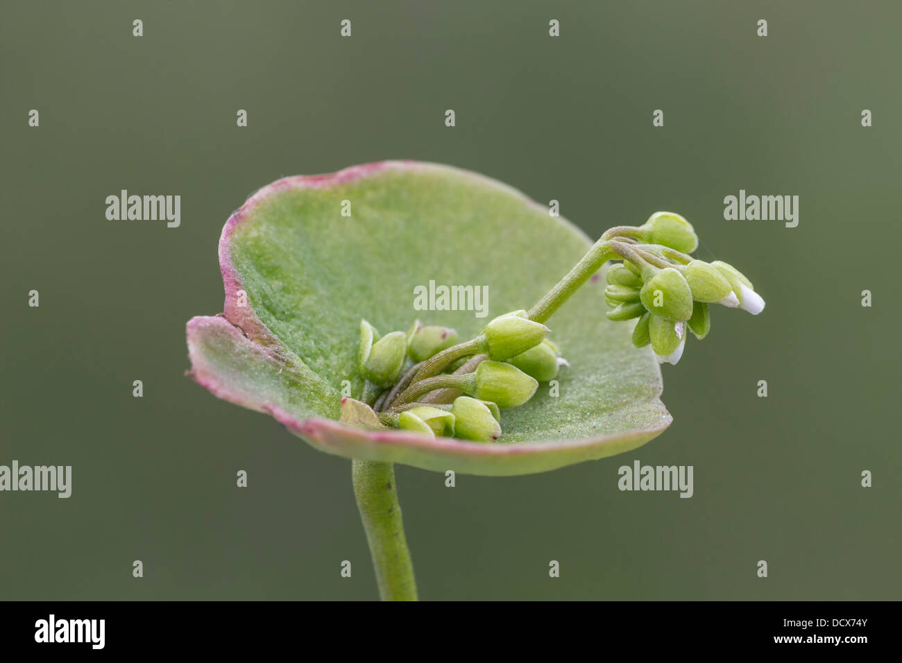 Le pourpier d'hiver - close up detail de fleurs. Miner la mâche, laitue, Indien Claytonia perfoliata chez Banque D'Images