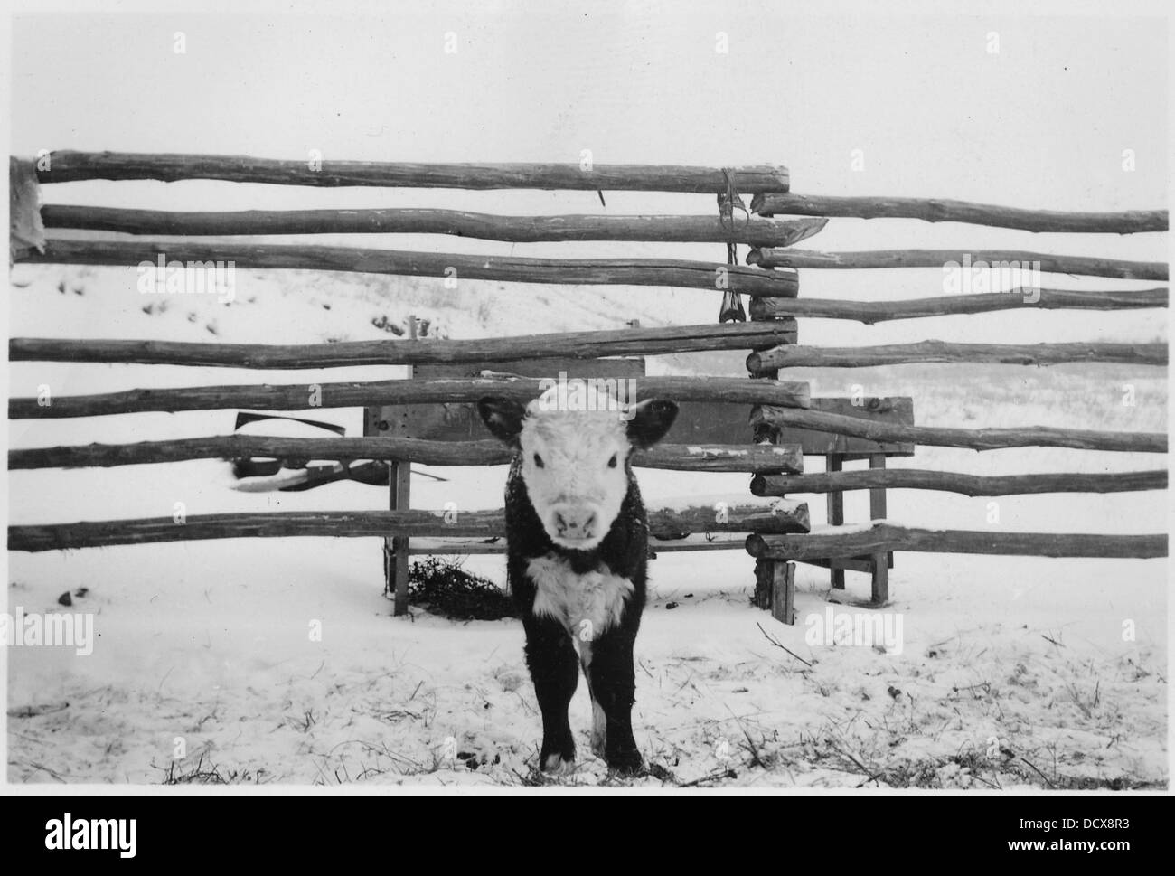 Un veau à face blanche est montré en pleine vue à l'intérieur d'un corral, avec de la neige recouvrant le sol après une chute de neige. Banque D'Images